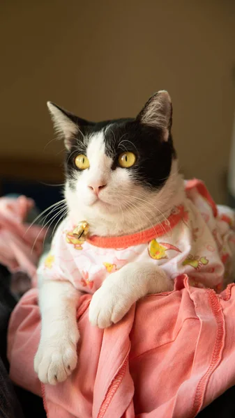 Preto Branco Gato Vestindo Vestido Rosa Olhando Para Frente — Fotografia de Stock