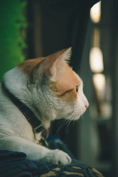 Side View Orange Cat — Stock Photo, Image