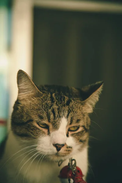 Γάτα Που Φοράει Κουδουνάκι Νυστάζει — Φωτογραφία Αρχείου