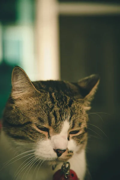 Gato Usando Sino Está Sonolento — Fotografia de Stock