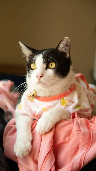 Ασπρόμαυρη Γάτα Που Φοράει Ροζ Φόρεμα Κοιτώντας Ψηλά — Φωτογραφία Αρχείου