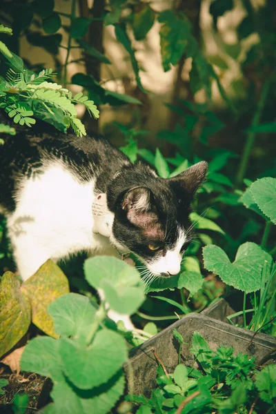 黑白相间的猫在菜园里散步 — 图库照片#