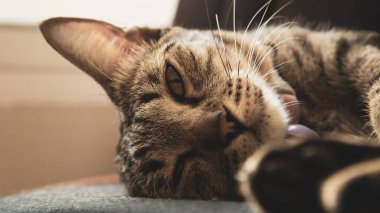 Tasma takan bir kedi gündüzleri uyur..