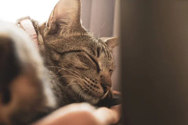 昼間は襟をつけた猫が寝ている — ストック写真