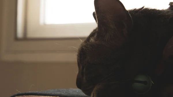 Μια Γάτα Που Φοράει Κολάρο Κοιμάται Μέρα — Φωτογραφία Αρχείου