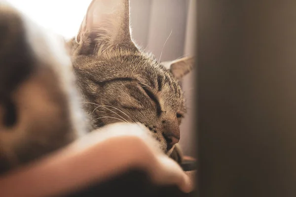 Gato Usando Colarinho Dorme Durante Dia — Fotografia de Stock