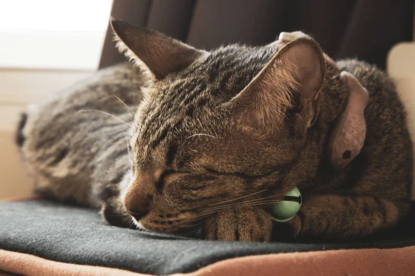 昼間は襟をつけた猫が寝ている — ストック写真