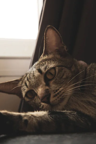 Μια Γάτα Που Φοράει Κολάρο Κοιμάται Μέρα — Φωτογραφία Αρχείου