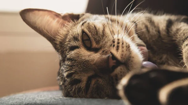 Кіт Комірці Спить Протягом Дня — стокове фото