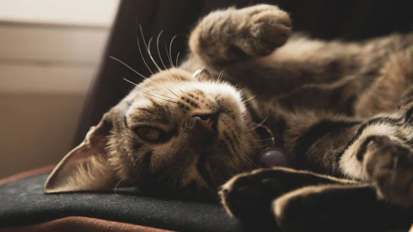 Gato Usando Colarinho Dorme Durante Dia — Fotografia de Stock