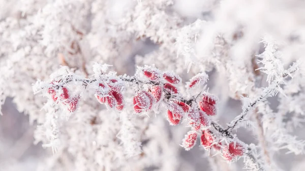 Schuss Raureif Auf Beeren Von Berberitzenbusch Draußen Schneit Kaltes Wetter — Stockfoto