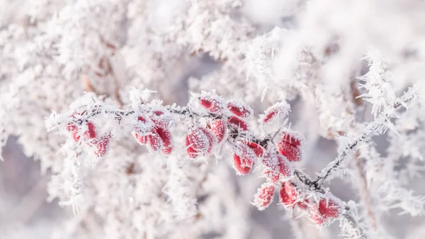 Tiro Escarcha Sobre Las Bayas Del Arbusto Bayas Nieve Afuera — Foto de Stock