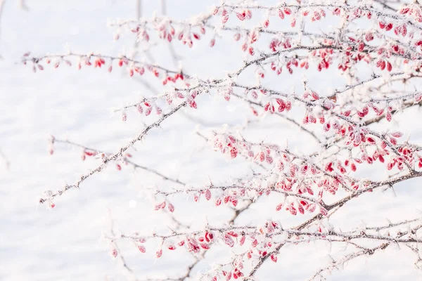 Выстрел Иней Ягоды Куста Барбариса Снег Снаружи Холодная Погода Замороженная — стоковое фото