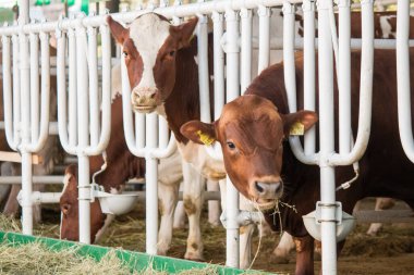 Aberdeen Angus yem alanında buzağılar