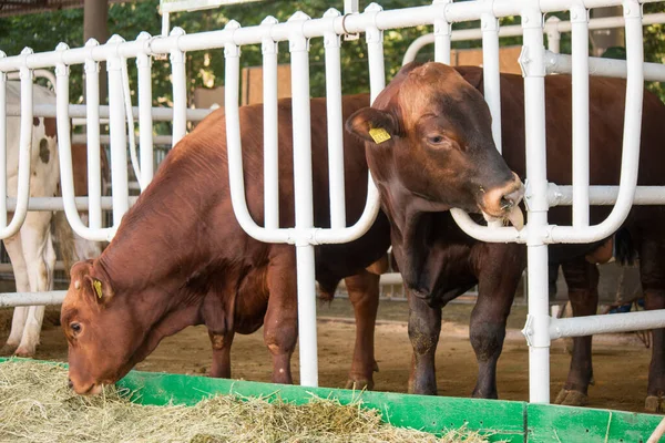 Aberdeen Angus yem alanında buzağılar