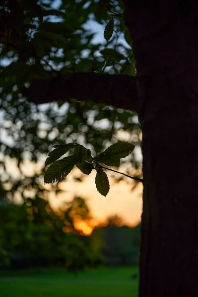 Silhouette Eines Baumes Vor Dem Warmen Schein Eines Sonnenuntergangs Blick — Stockfoto