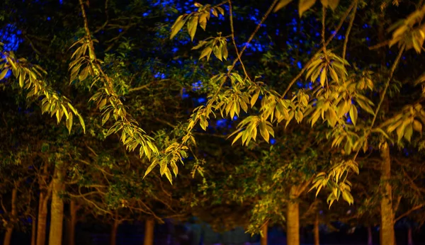 Nachts Bäume Einem Park Die Baumstämme Und Äste Werden Von — Stockfoto