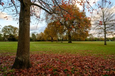 Batı Wickham, Kent, İngiltere 'deki Blake Recreation Ground' da sonbahar ağaçları. Blake Recreation Ground, Londra 'nın Bromley ilçesinde Eden Park ile West Wickham arasında bir parktır..
