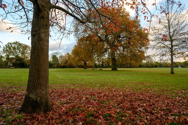 Batı Wickham, Kent, İngiltere 'deki Blake Recreation Ground' da sonbahar ağaçları. Blake Recreation Ground, Londra 'nın Bromley ilçesinde Eden Park ile West Wickham arasında bir parktır..