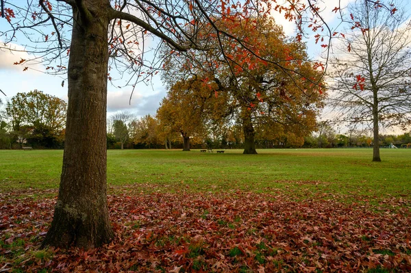Podzimní Stromy Blake Recreation Ground Západním Wickhamu Kent Velká Británie — Stock fotografie