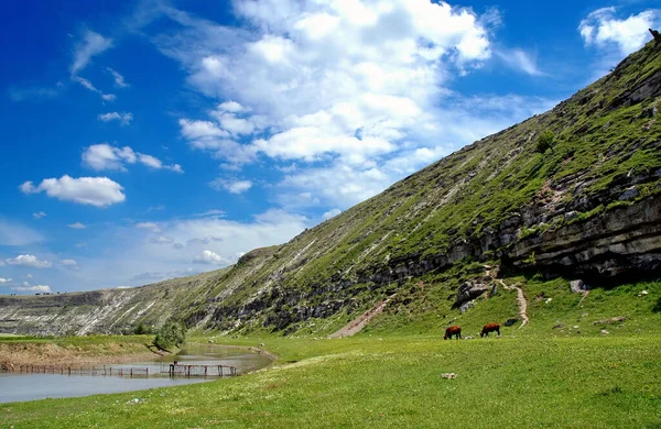 摩尔多瓦Orhei国家公园的Raut河 在老奥里西附近的农村 河边有一头奶牛 这是摩尔多瓦的第一个国家公园 — 图库照片