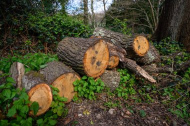 Isırgan otları ve sarmaşıklarla dolu bir kereste yığını. İnsanın doğal çevreye olan müdahalesinin bir sahnesi..