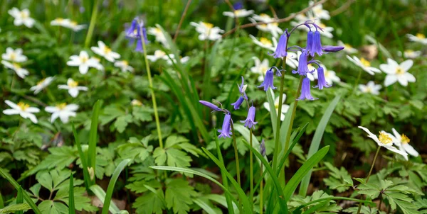 Dulwich, Londra, İngiltere: Sydenham Hill Ormanı 'nda BlueBell (Hyacinthoides non-script) ve ahşap anemon (Anemone nemorosa). Burası Londra 'nın antik ormanlık alanının kalan son parçalarından biri..
