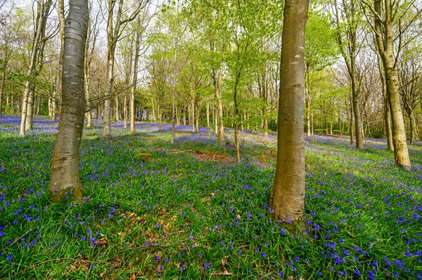 Bosque Con Campanas Azules Las Laderas Septentrionales Leith Hill Cerca —  Fotos de Stock