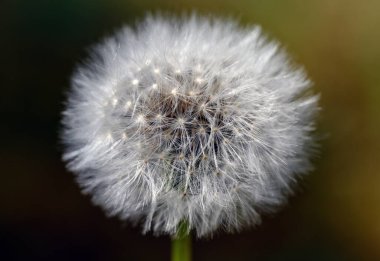 Çimlerde büyüyen bir karahindibanın başı. Karahindiba çiçeği Avrupa ve Kuzey Amerika 'da yaygındır. Karahindibalar taraxacum cinsinin üyeleridir..