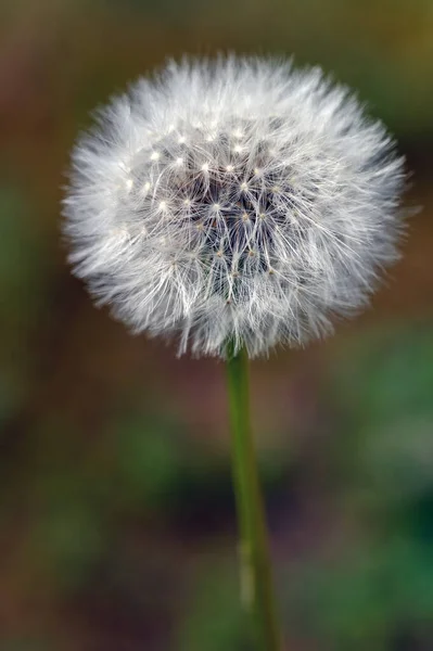 Seed Head Dandelion Growing Lawn Dandelion Flower Common Europe North — Φωτογραφία Αρχείου