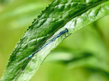Yeşil bir yaprağın üzerinde oturan bir erkek gökkuşağı sineği (Coenagrion puella). Yusufçuklar gibi, kız böcekleri de Odonata soyundan gelir. Kızsinekleri alt türleri Zygoptera 'dan. Kent, İngiltere 'de görülen küçük hanım sineği..