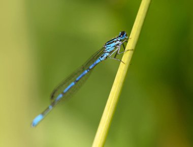 Bir erkek maviş böceği (Coenagrion puella) sazlıkta oturur. Yusufçuklar gibi, kız böcekleri de Odonata soyundan gelir. Kızsinekleri alt türleri Zygoptera 'dan. Kent, İngiltere 'de görülen küçük hanım sineği..