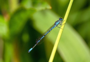 Bir erkek maviş böceği (Coenagrion puella) sazlıkta oturur. Yusufçuklar gibi, kız böcekleri de Odonata soyundan gelir. Kızsinekleri alt türleri Zygoptera 'dan. Kent, İngiltere 'de görülen küçük hanım sineği..