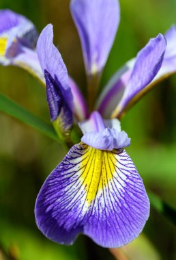 Mor, beyaz ve sarı yapraklı Iris. Makro, yaprağın ince detaylarını gösteriyor. Kent, İngiltere 'de renkli iris çiçeği görüldü.