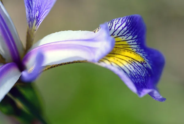 Iris Con Pétalos Morados Blancos Amarillos Macro Primer Plano Mostrando —  Fotos de Stock