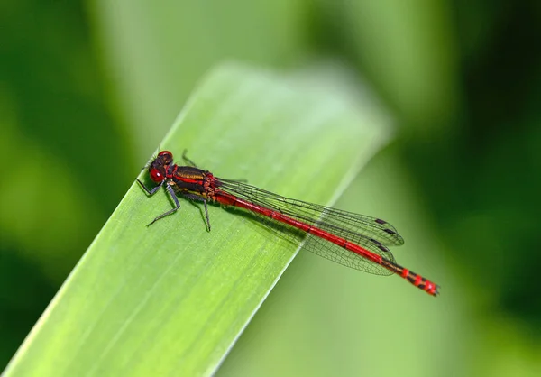 Macho Grande Damselfly Vermelho Ninfula Pyrhosoma Sentado Uma Cana Como — Fotografia de Stock