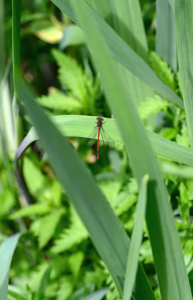 Eine Große Rote Libelle Pyrrhosoma Nymphula Sitzt Auf Einem Schilf — Stockfoto