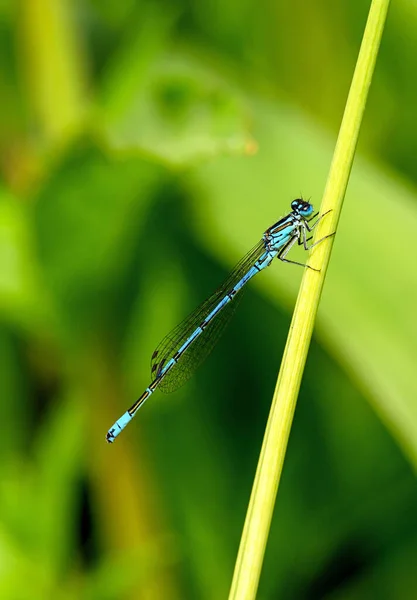 Male Azure Damselfly Coenagrion Puella Sitting Reed Dragonflies Damselflies Order — Stock Photo, Image