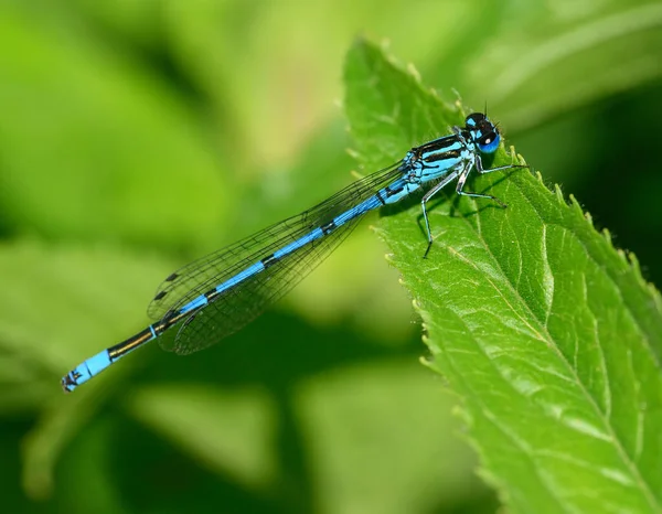 Male Azure Damselfly Coenagrion Puella Sitting Green Leaf Dragonflies Damselflies — Stock Photo, Image