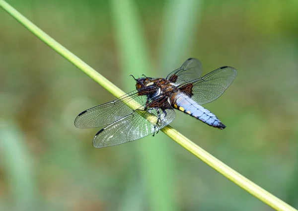 다리를 Libellula Depressa 부리를 Wide Bodied Chaser Anisoptera 잠자리이다 켄트에서 — 스톡 사진