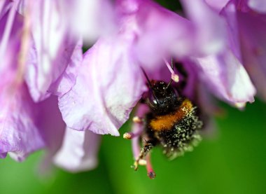 Pembe bir çiçeği dölleyen bir yaban arısı. Arının sırtında çiçekten beslenirken polen var. Yaban arısının uyarı rengi olarak siyah ve sarı çizgileri vardır. Kent, İngiltere 'de eşek arısı görüldü