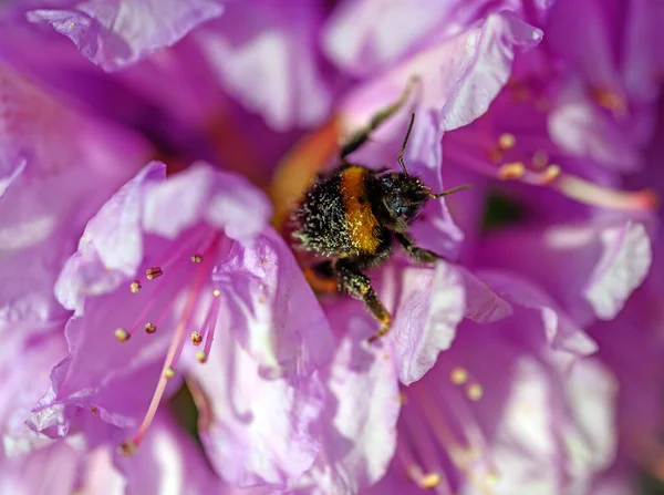 A bumblebee pollinating a pink flower. The bee has pollen on its back as it walks over the flower. The bumble bee has black and yellow stripes as a warning coloration. Bumble bee seen in Kent, UK