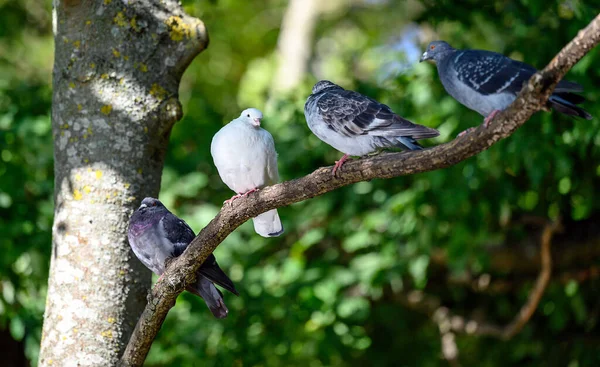 大伦敦贝肯纳姆凯尔西公园的四只岩鸽或普通鸽子或野鸽 坐在树上 石鸽或普通鸽子 Columba Livia — 图库照片
