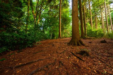 Kent, İngiltere 'de Westerham yakınlarındaki bir orman. Bu orman yolu Westerham 'dan Hosey Hill' e kadar ağaçların arasından gidiyor. Sonbaharın başındaki kırsal alan (sonbahar)).