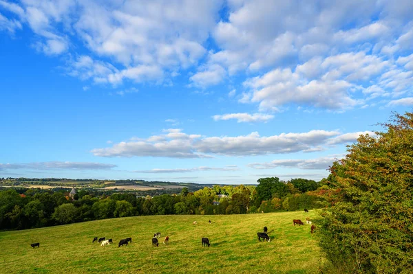 Vista Sulla Campagna Vicino Westerham Nel Kent Regno Unito Mucche — Foto Stock