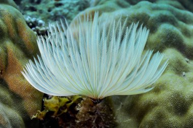 An elegant white fan-shaped sea worm on a hard coral. Photo during a scuba dive near the Philippine Islands. clipart