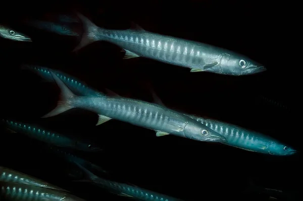 Una Bandada Barracudas Depredadoras Plata Nadan Rápidamente Sobre Fondo Oscuro Imagen de archivo