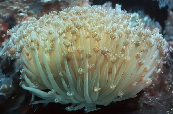Coral Blando Familia Xeniidae Imagen de archivo