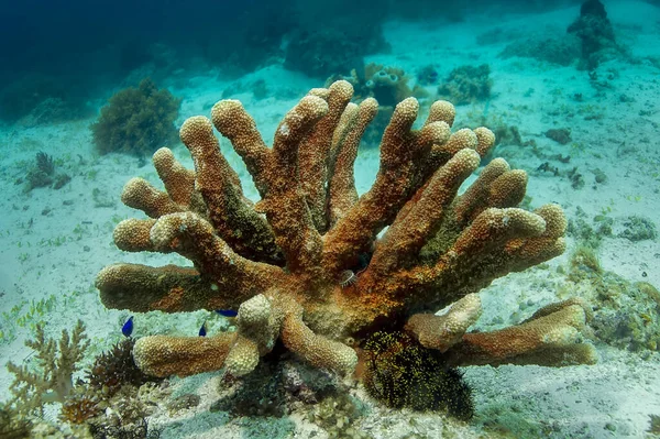 Unico Corallo Duro Colore Bruno Beige Con Suoi Abitanti Sullo — Foto Stock