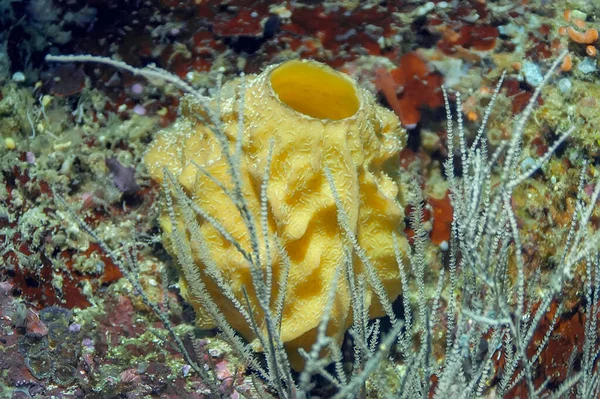 Uma Esponja Amarela Forma Barril Num Recife Coral Primeiro Plano — Fotografia de Stock